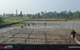 Kemarau Melanda Lebong, Warga Desa Pyangmbik Keluhkan Distribusi Air PDAM Tirta Tebo Emas